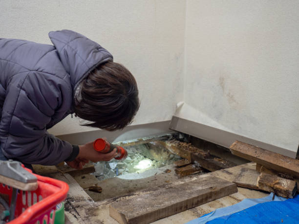 Best Black Mold Removal  in Brooklyn Park, MD