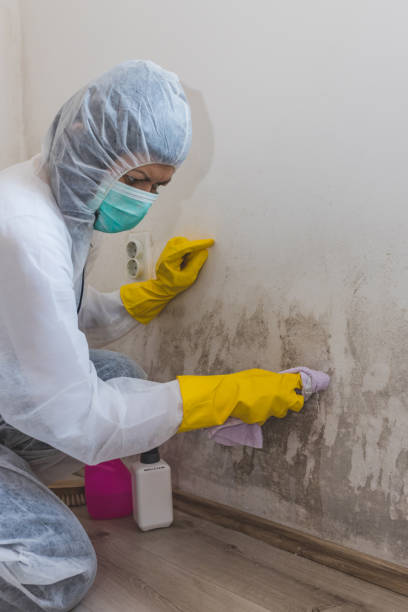 Best Attic Mold Removal  in Brooklyn Park, MD
