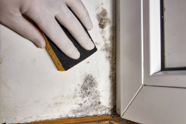 Reliable Brooklyn Park, MD Mold Removal Solutions