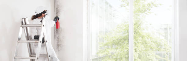 Best Mold Damage Restoration  in Brooklyn Park, MD